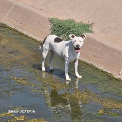Found/Stray Female Dog last seen In canal across from ball diamond, Nichols Hills, OK 73116
