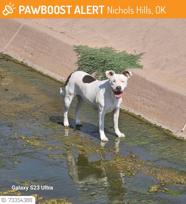 Found/Stray Female Dog last seen In canal across from ball diamond, Nichols Hills, OK 73116
