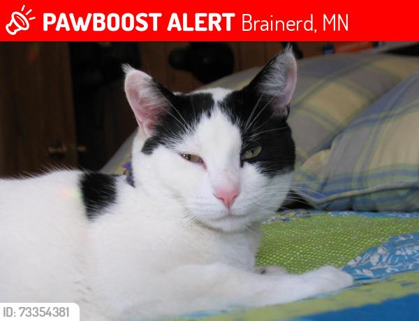 Lost Male Cat last seen Wise Rd, Brainerd, MN 56401