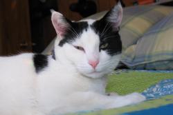 Lost Male Cat last seen Wise Rd, Brainerd, MN 56401