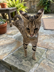 Lost Female Cat last seen Orchard dr & Richfield Rd, Placentia, CA 92811