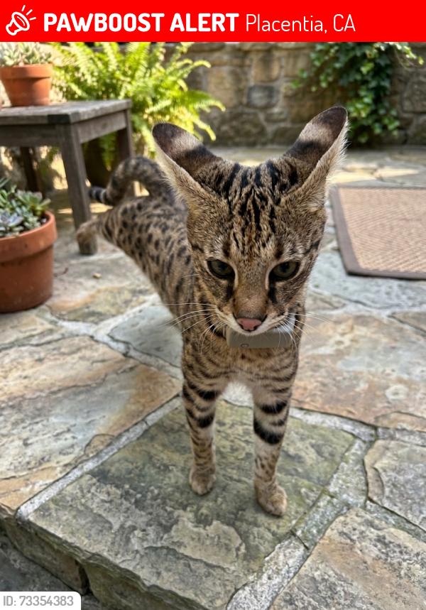 Lost Female Cat last seen Orchard dr & Richfield Rd, Placentia, CA 92811