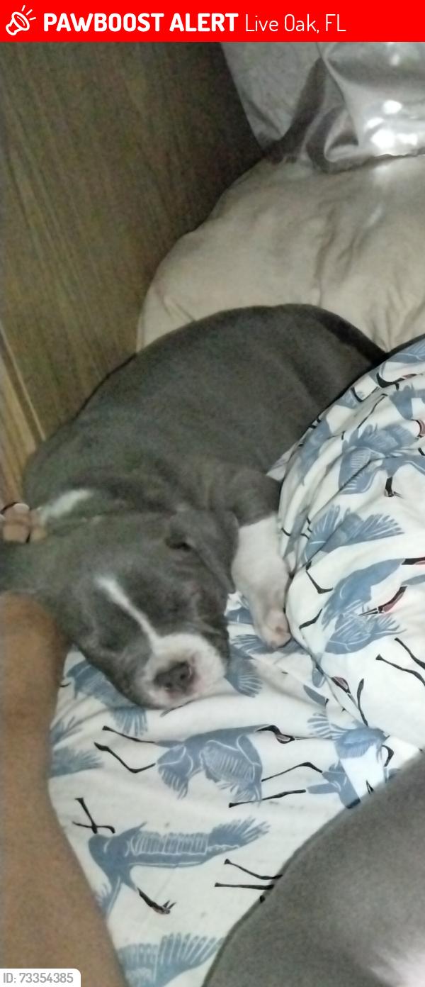 Lost Female Dog last seen 217th rd and 148th, Live Oak, FL 32060