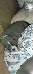 Lost Female Dog last seen 217th rd and 148th, Live Oak, FL 32060