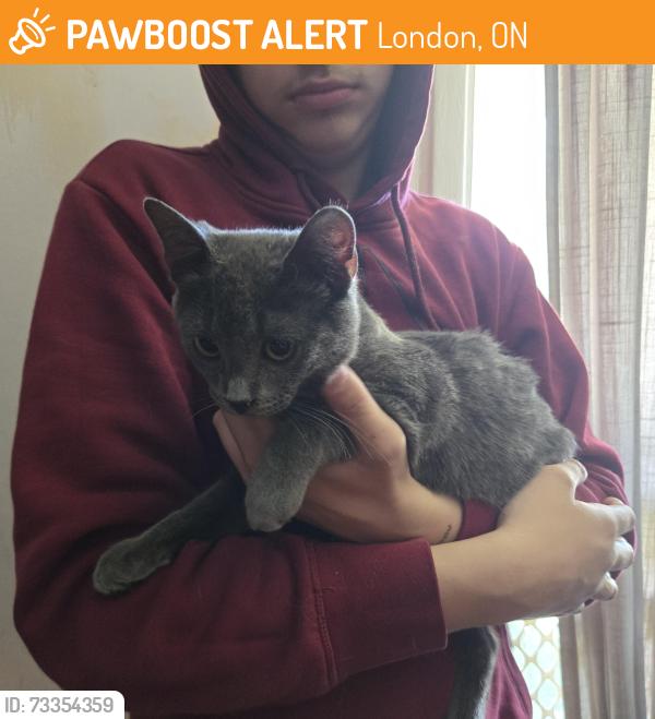 Surrendered Male Cat last seen Circle K Kipps Lane, London, ON 