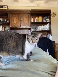 Reunited Female Cat last seen Mildred St and Colusa St, San Diego, CA 92110