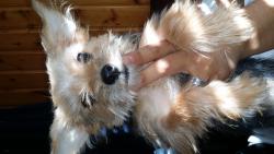 Reunited Male Dog last seen Hensley, Grand Prairie, TX 75050