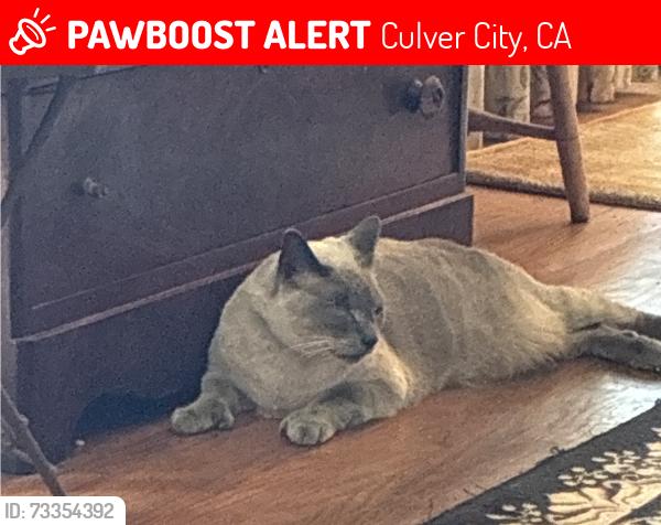 Lost Male Cat last seen Braddock and Vinton, Culver City, CA 90232