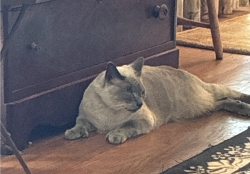 Lost Male Cat last seen Braddock and Vinton, Culver City, CA 90232