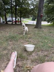 Reunited Male Dog last seen Dalton hwy, Cleveland, TN 37323
