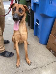 Found/Stray Male Dog last seen found near Chimineas and Keswick Reseda, Los Angeles, CA 91335