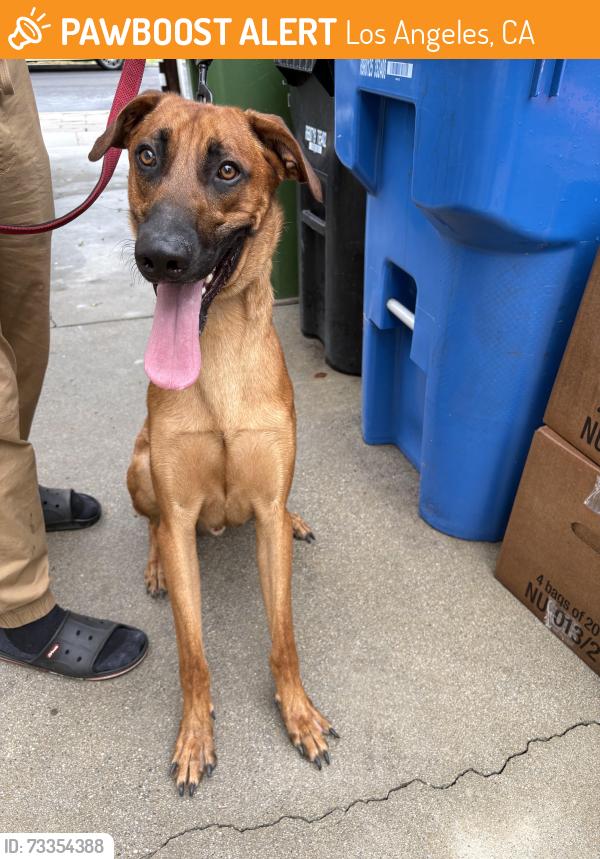 Found/Stray Male Dog last seen found near Chimineas and Keswick Reseda, Los Angeles, CA 91335