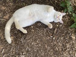 Found/Stray Unknown Cat last seen 15th & Euclid, NW, Washington, DC 20009