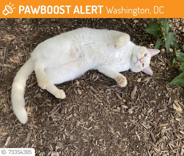 Found/Stray Unknown Cat last seen 15th & Euclid, NW, Washington, DC 20009