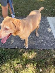 Found/Stray Male Dog last seen Near Bayridge Drive, Indianapolis, IN 46236
