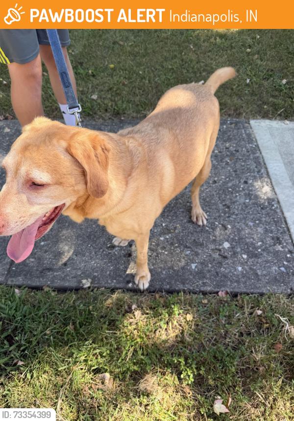 Found/Stray Male Dog last seen Near Bayridge Drive, Indianapolis, IN 46236