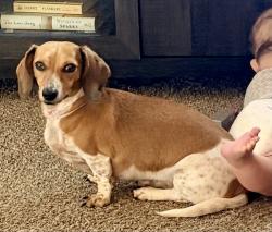Lost Female Dog last seen Hwy 25 and Allen Road, Greenville County, SC 29690