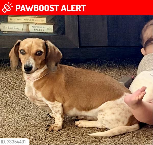 Lost Female Dog last seen Hwy 25 and Allen Road, Greenville County, SC 29690