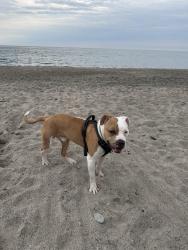 Lost Male Dog last seen Patterson avenue, Erie, PA 16508