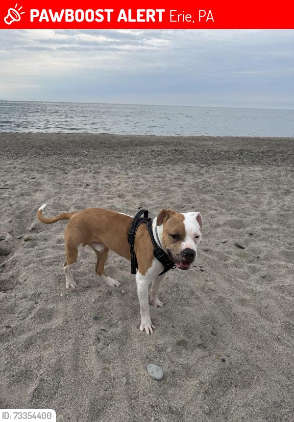 Lost Male Dog last seen Patterson avenue, Erie, PA 16508