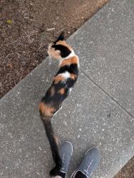 Reunited Unknown Cat last seen Near milligan ln, Johnson City, TN 37601