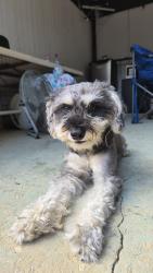 Reunited Male Dog last seen Ewing Dr, Forest Park, GA 30297, USA, Forest Park, GA 30297