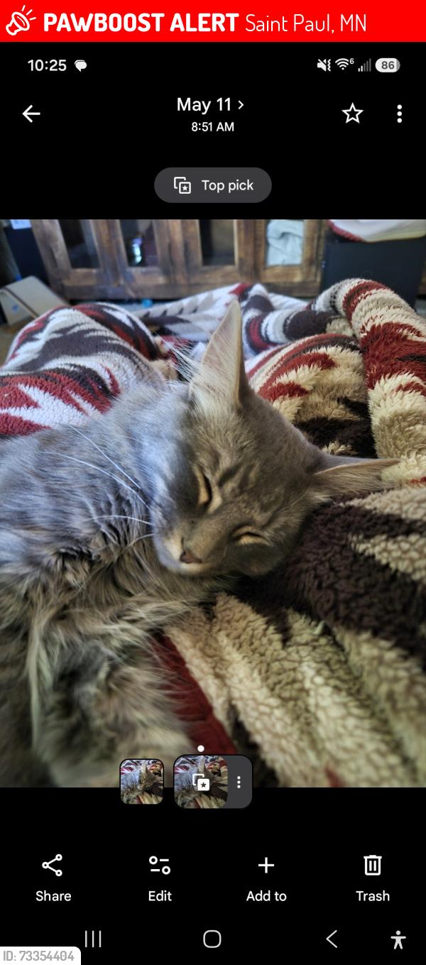 Lost Female Cat last seen Burns Ave & Earl St, Saint Paul, MN 55106