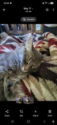 Lost Female Cat last seen Burns Ave & Earl St, Saint Paul, MN 55106