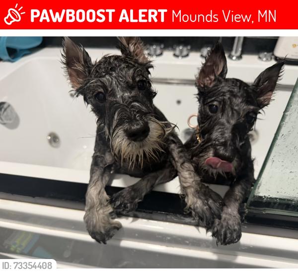Lost Male Dog last seen Long lake rd, Mounds View, MN 55112