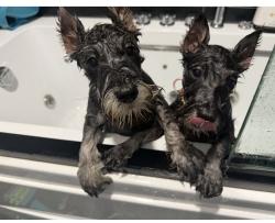 Lost Male Dog last seen Long lake rd, Mounds View, MN 55112