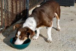 Reunited Male Dog last seen Near Kelowna Rd, San Diego, CA 92126