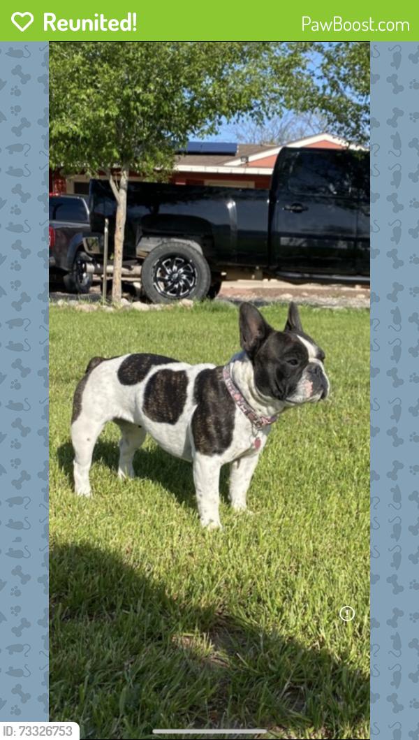 Reunited Female Dog last seen 194th Ave and jackrabbit trail, Buckeye, AZ 85326
