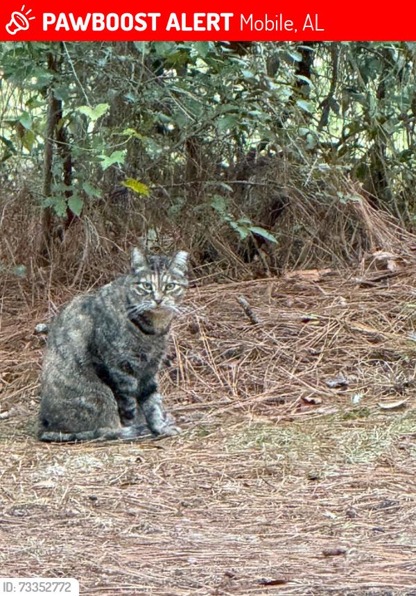 Lost Female Cat last seen Near Mal Drive, Rolling Acres neighborhood, Mobile, AL 36693