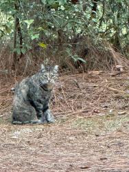 Lost Female Cat last seen Near Mal Drive, Rolling Acres neighborhood, Mobile, AL 36693