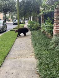 Found/Stray Male Dog last seen All homes he’s just walking down sixth street, New Orleans, LA 70115