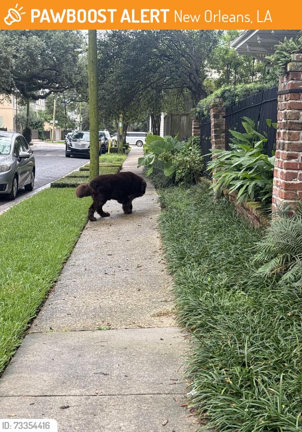Found/Stray Male Dog last seen All homes he’s just walking down sixth street, New Orleans, LA 70115