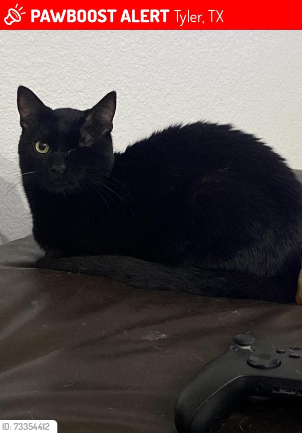 Lost Male Cat last seen CR 1111 & Pleasant Retreat Rd, Tyler, TX 75704