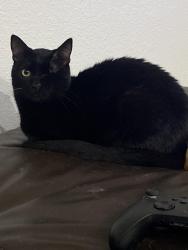 Lost Male Cat last seen CR 1111 & Pleasant Retreat Rd, Tyler, TX 75704