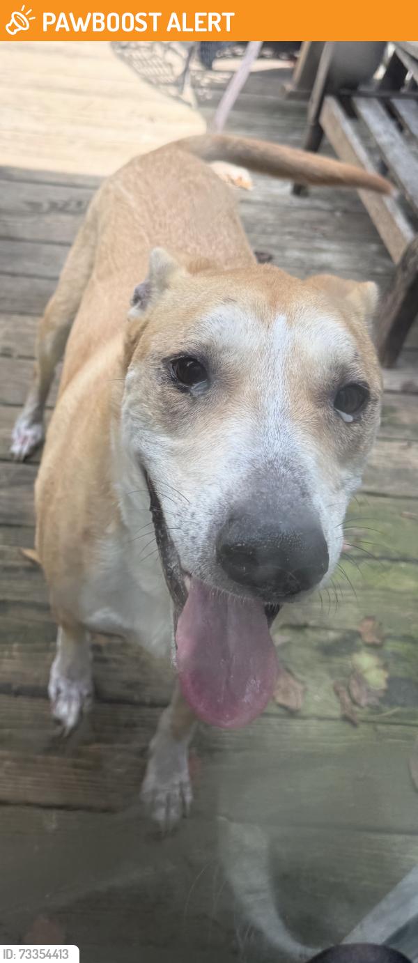 Found/Stray Male Dog last seen Castleford & West Salisbury, Chesterfield County, VA 23113