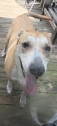 Found/Stray Male Dog last seen Castleford & West Salisbury, Chesterfield County, VA 23113