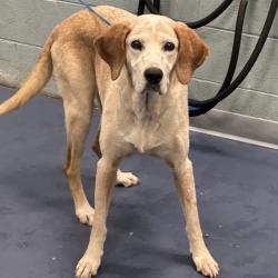 Shelter Stray Female Dog last seen , 980 Guilford College Rd, Greensboro, NC 27409, USA