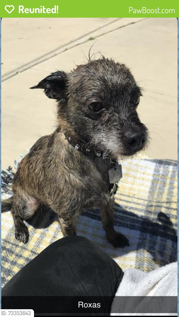 Reunited Male Dog last seen Hiddenbrooke, Seguin, TX 78155
