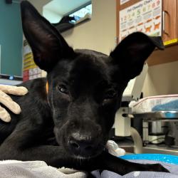 Shelter Stray Female Dog last seen , 1395 1st St, Coronado, CA 92118, USA