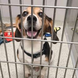Shelter Stray Male Dog last seen , 1013 Garfield St, Oak Park, IL 60304, USA