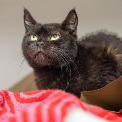 Shelter Stray Female Cat last seen , Animal Care & Control Team of Philly, 111 W Hunting Park Ave, Philadelphia, PA 19140, USA
