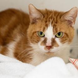 Shelter Stray Male Cat last seen , Animal Care & Control Team of Philly, 111 W Hunting Park Ave, Philadelphia, PA 19140, USA