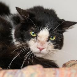 Shelter Stray Male Cat last seen , Animal Care & Control Team of Philly, 111 W Hunting Park Ave, Philadelphia, PA 19140, USA