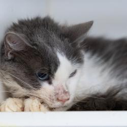 Shelter Stray Male Cat last seen , Animal Care & Control Team of Philly, 111 W Hunting Park Ave, Philadelphia, PA 19140, USA