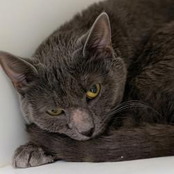 Shelter Stray Male Cat last seen , Animal Care & Control Team of Philly, 111 W Hunting Park Ave, Philadelphia, PA 19140, USA