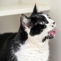 Shelter Stray Female Cat last seen , Animal Care & Control Team of Philly, 111 W Hunting Park Ave, Philadelphia, PA 19140, USA